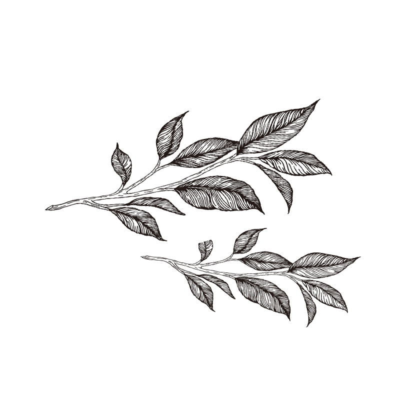 ロゴから取った茶葉